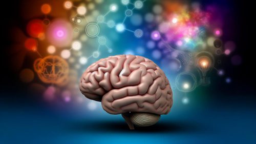 Za co odpowiada prawa półkula mózgu?